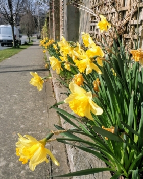 Daffodils.jpg