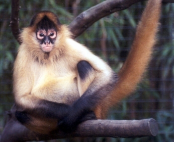 The Monkey.jpg